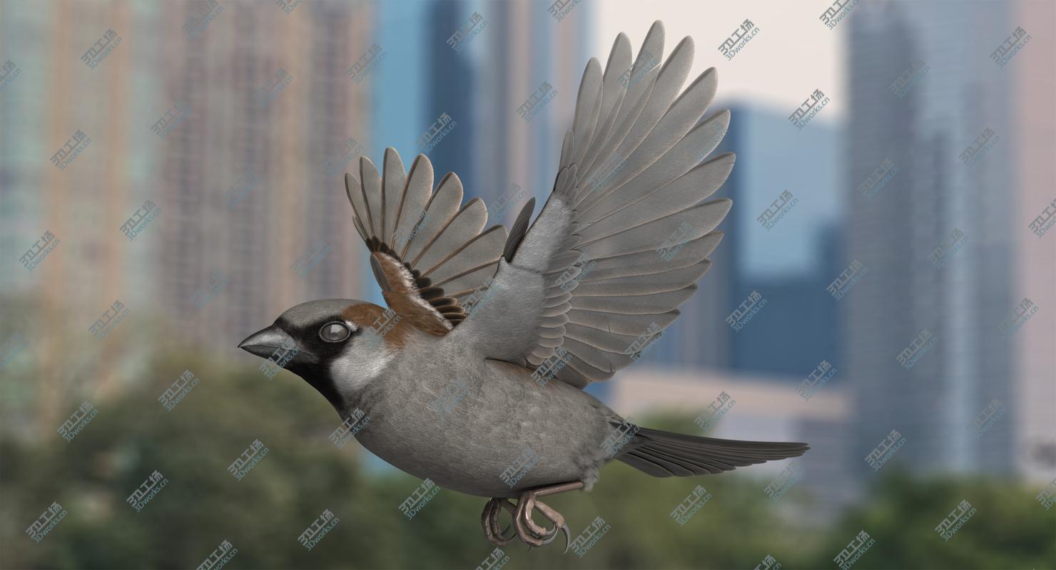 images/goods_img/202104021/3D House Sparrow Rigged/1.jpg
